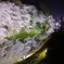 夜桜2