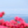 江の島躑躅