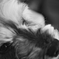 my pretty dog # 138