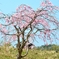 朝日ににおう山桜