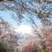 ４月末の桜