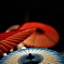 cool beauty japan