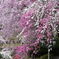 春 しだれ桃