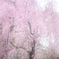 春色人生桜色