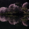 中綱湖の桜