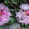 高嶺の花。