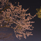 夜空と夜桜