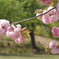 竹原の八重桜