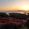 夕焼けとつつじ