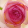 IMGP7953