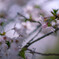 sakura3