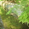 若紅葉