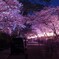 夜桜