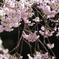 久万高原町　しだれ桜
