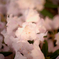 DSC02204_1
