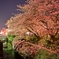 今年の桜
