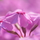芝桜