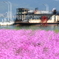 春の癒し　観光船と芝桜