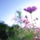 cosmos fantasy