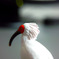 Toki