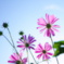cosmos fantasyⅡ