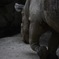 サイの質感