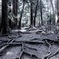 木の根道