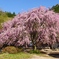 立場茶屋の枝垂れ桜