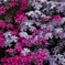 芝桜①