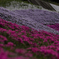 芝桜②