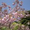 大山登山口の八重桜