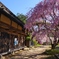中山道の茶屋桜