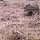 本荘公園 桜祭り