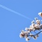 桜とひこうき雲