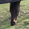 馬‥お食事中