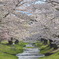 観音寺川の桜吹雪