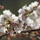 大阪城桜２