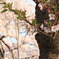 桜ノ宮１