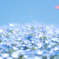ネモフィラblue