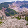 吉野山 上千本