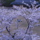 家族と桜