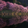 湖畔の桜