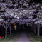 夜桜 未だ見ぬ先