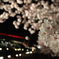 桜華爛漫