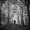 walk in forest
