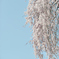 梅岩寺の枝垂桜