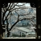 海禅寺の桜