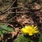 花っこ