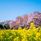 南阿蘇村　一心行の大桜