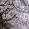 桜並木